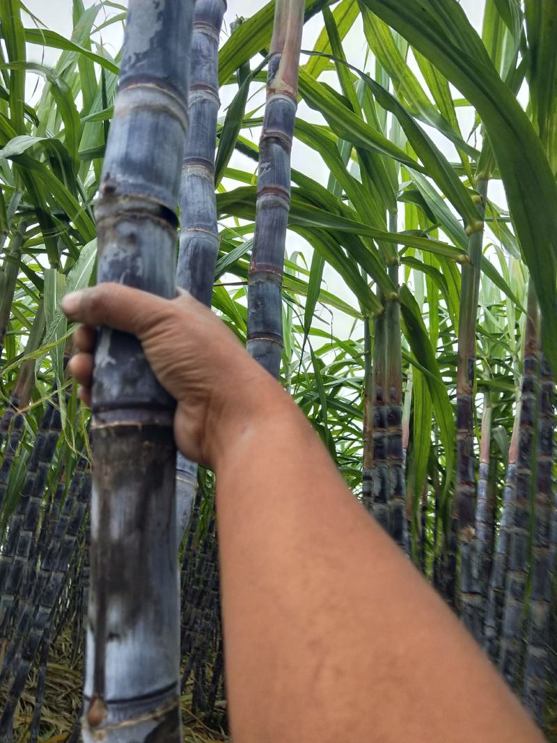 黑皮甘蔗,酥.脆.甜.自产自销
