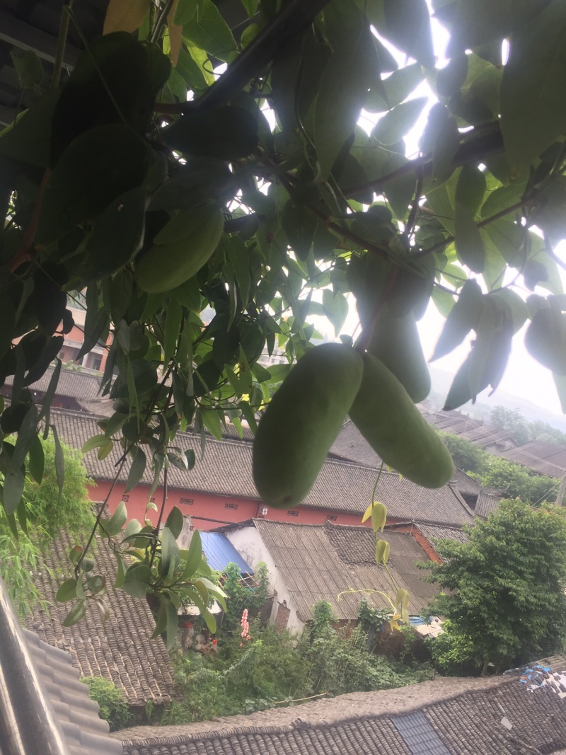 紫皮八月炸、个头大产量高、少籽