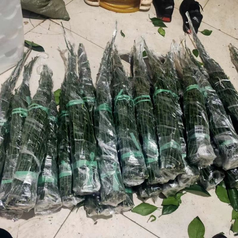 华美一号，又名爱砂，柑橘枝条，欢迎实地考察选购