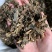 浙江慈溪绍兴梅干菜霉干菜绿色无污染基地直供一包70斤