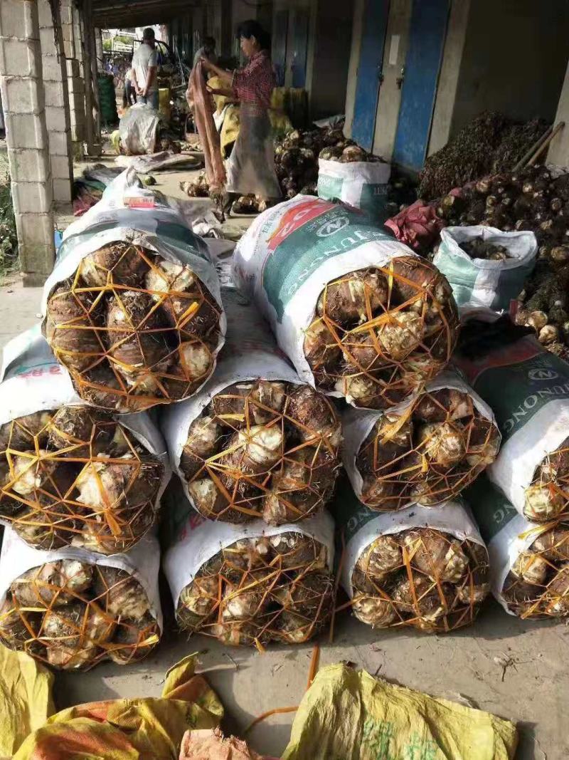 福建槟榔芋香芋圆奶茶店芋头粉芋大芋头炮弹芋