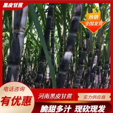 基地直发，精品黑皮甘蔗，口感好无渣，质量保障（种植大户）