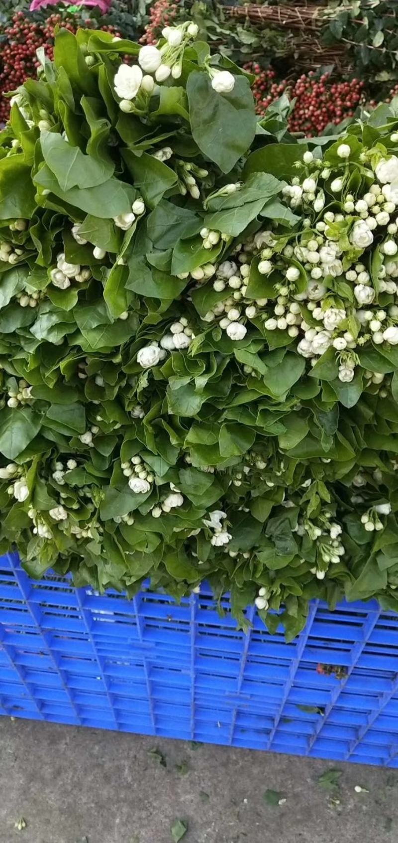茉莉花鲜切花云南基地直发批发支持一件代发社区团购