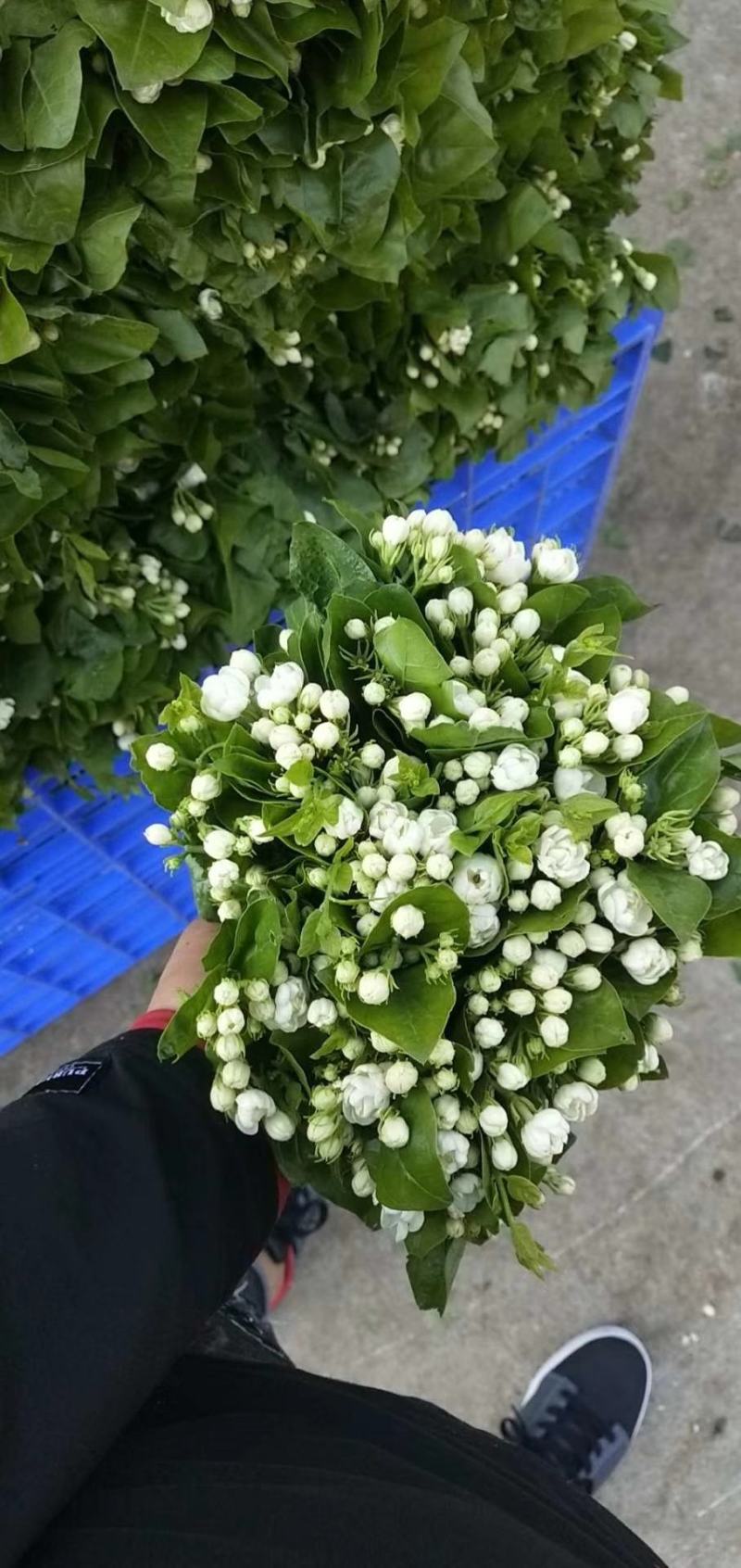 茉莉花鲜切花云南基地直发批发支持一件代发社区团购