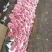 康乃馨鲜切花单头昆明斗南基地一件代发批发落地配