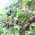 黑树莓苗，当年栽，当年结果，亩产量高，品种纯正。