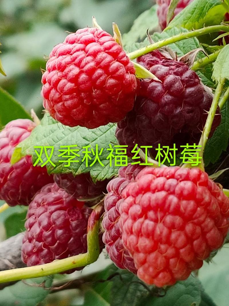 双季红树莓苗，两年苗，品种纯正，亩产量高，产地直发。
