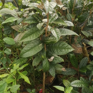 纯正防普金花茶种子苗