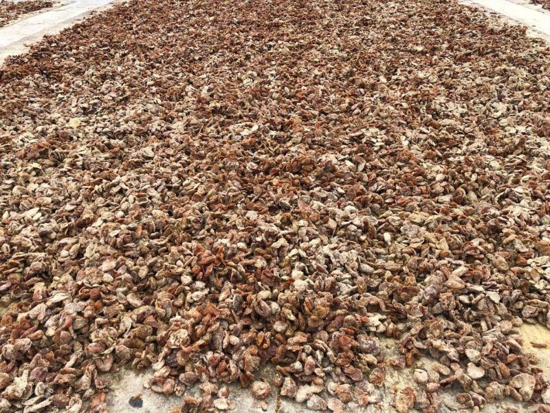 潮汕自制制品黄皮豉黄皮果黄皮干量大从优承接电商