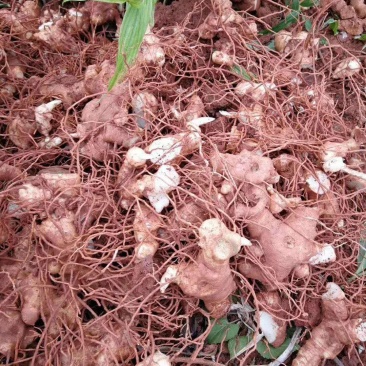黄精育苗小块茎可以直接下地无需要分割没伤口不腐烂