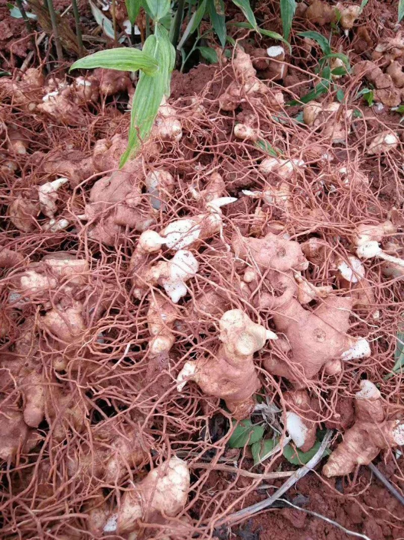 黄精育苗小块茎可以直接下地无需要分割没伤口不腐烂