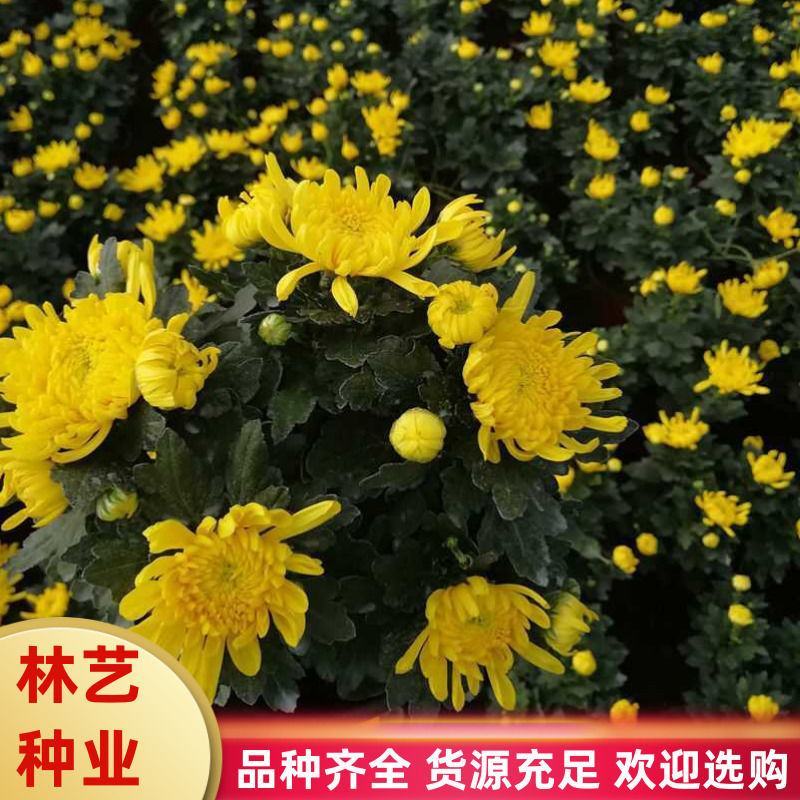 菊花盆栽带花苞成品菊花苗九月菊千头菊大花菊花可视频看货