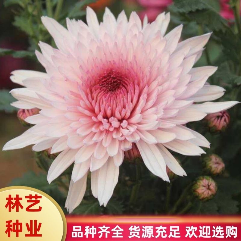 菊花盆栽带花苞成品菊花苗九月菊千头菊大花菊花可视频看货