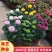 菊花盆栽带花苞成品菊花苗九月菊千头菊大花菊花可视频看货