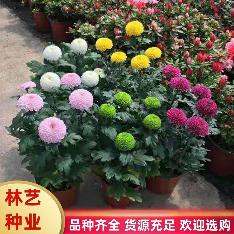 菊花盆栽带花苞成品菊花苗九月菊千头菊大花菊花可视频看货