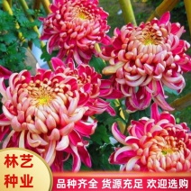 菊花盆栽带花苞成品菊花苗九月菊千头菊大花菊花可视频看货
