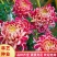 菊花盆栽带花苞成品菊花苗九月菊千头菊大花菊花可视频看货
