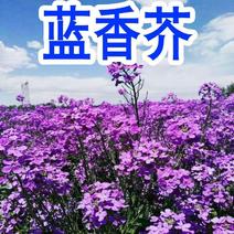蓝香芥种子/花卉种子/四季易活景观花海花卉蓝香芥净籽