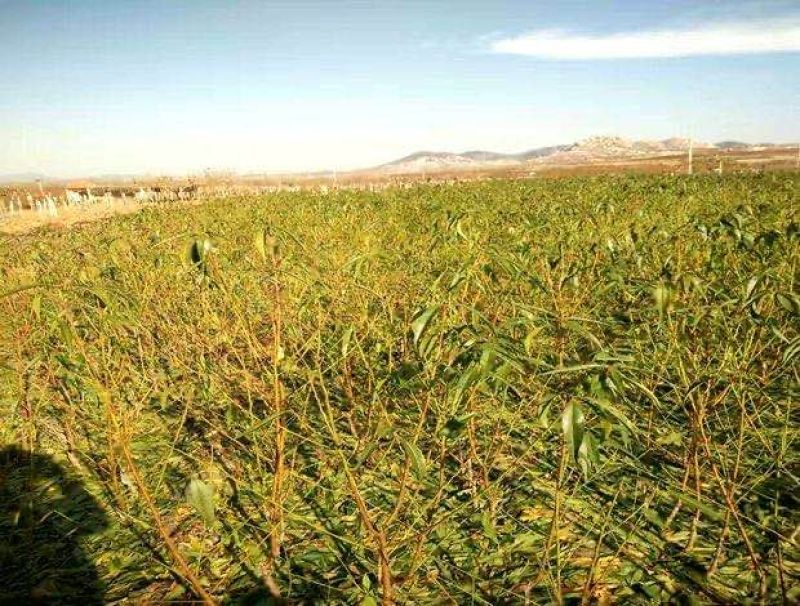 红宝石油潘桃，蟠桃苗是陆地种植成熟较早的品种