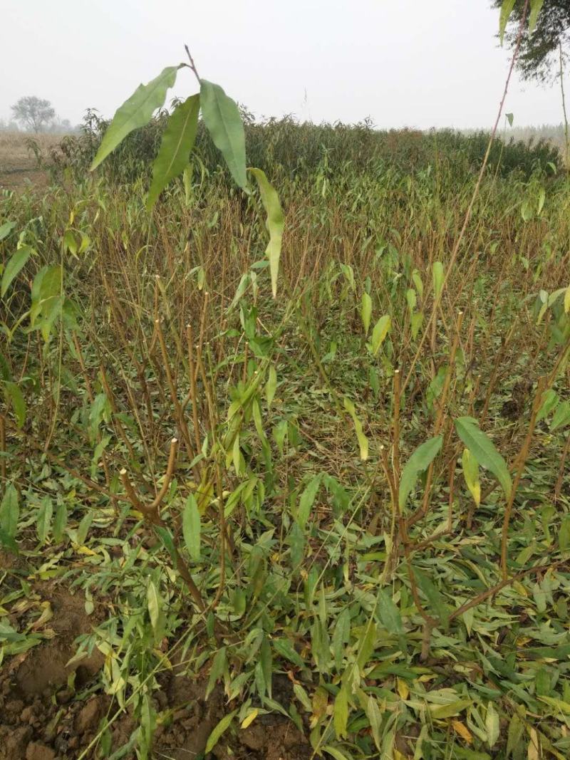 红宝石油潘桃，蟠桃苗是陆地种植成熟较早的品种