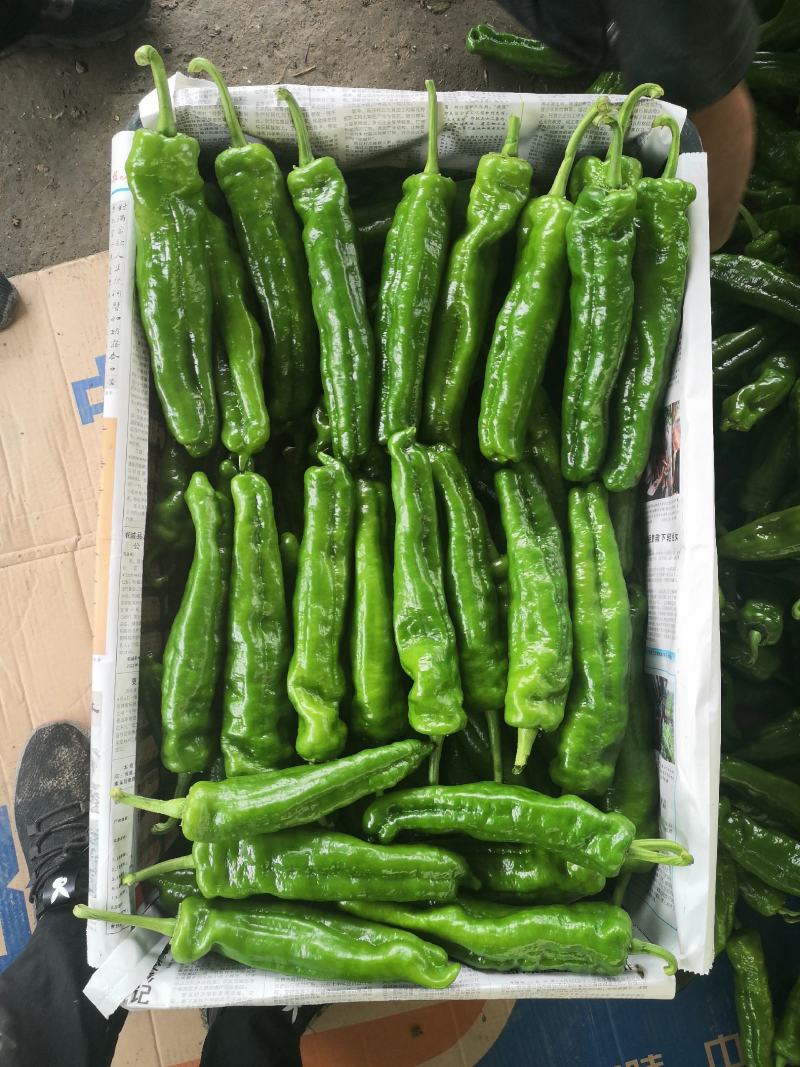 万亩辣椒基地产地直供专业对接市场电商超市