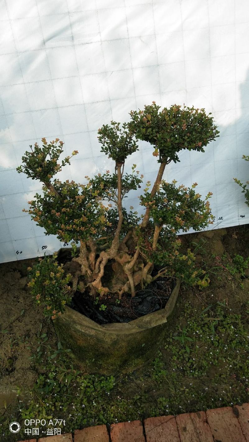 赤楠红芽细叶三叶轮生赤楠天然舍利形态各异