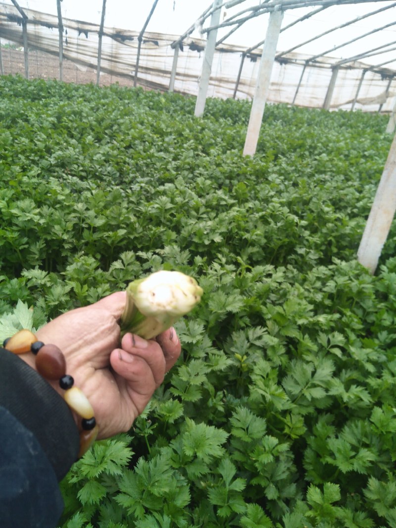 皇妃芹菜大量有货产地直供量大从优规格齐全欢迎联系