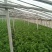 皇妃芹菜大量有货产地直供量大从优规格齐全欢迎联系