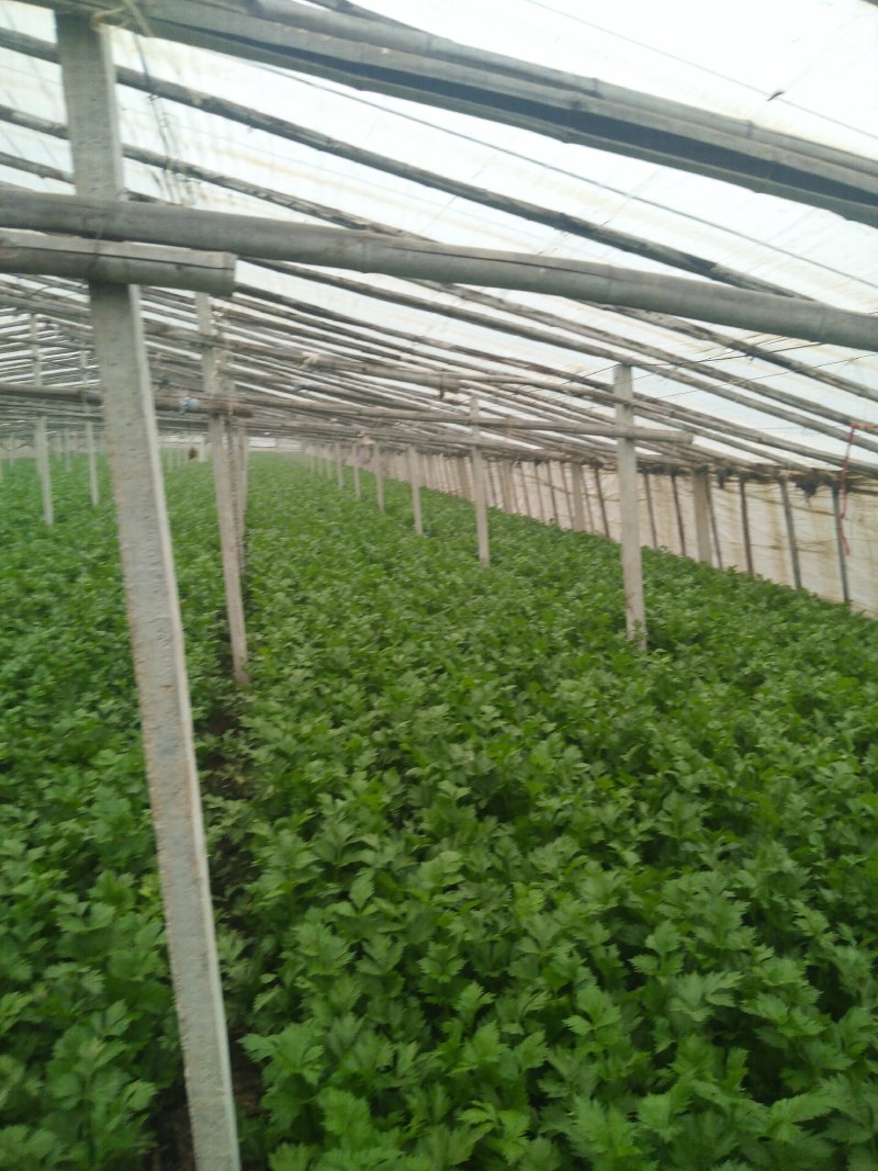 皇妃芹菜大量有货产地直供量大从优规格齐全欢迎联系