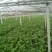 皇妃芹菜大量有货产地直供量大从优规格齐全欢迎联系