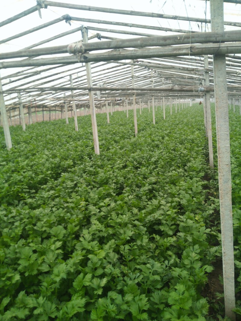 皇妃芹菜大量有货产地直供量大从优规格齐全欢迎联系