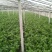 皇妃芹菜大量有货产地直供量大从优规格齐全欢迎联系