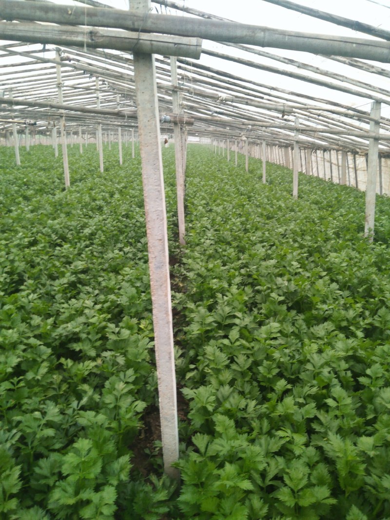 皇妃芹菜大量有货产地直供量大从优规格齐全欢迎联系