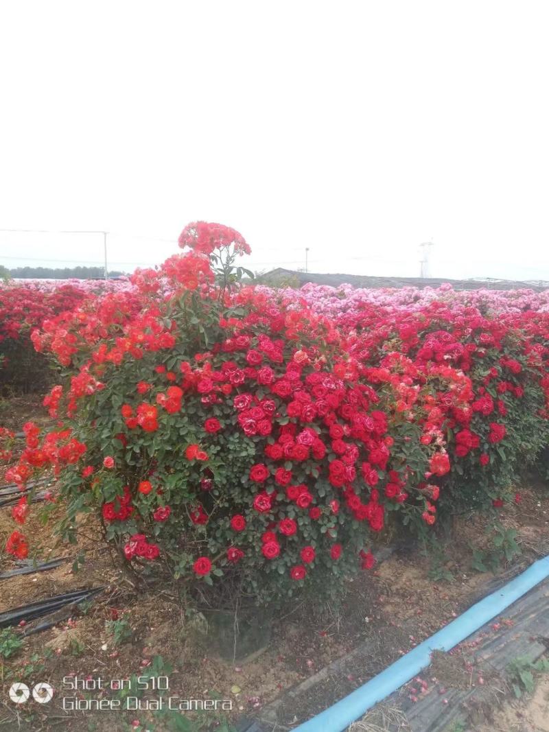 营养杯月季苗大花月季苗，丰花月季，保证质量