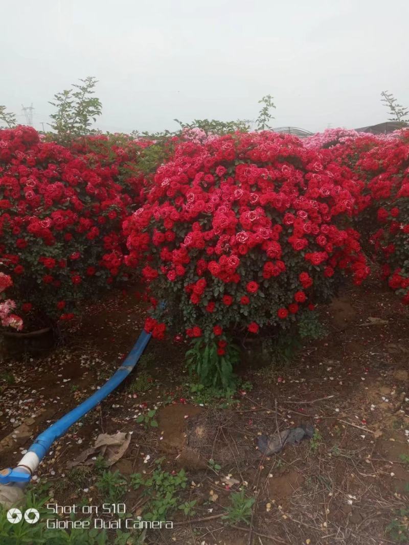 营养杯月季苗大花月季苗，丰花月季，保证质量