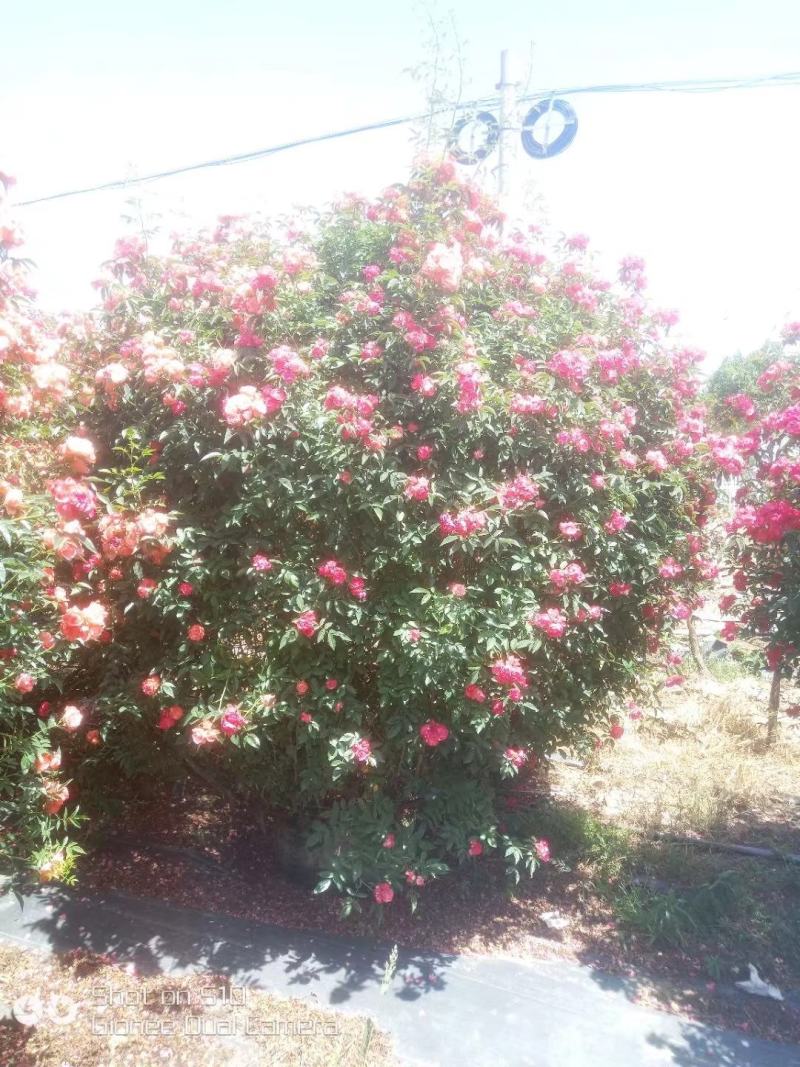 营养杯月季苗大花月季苗，丰花月季，保证质量
