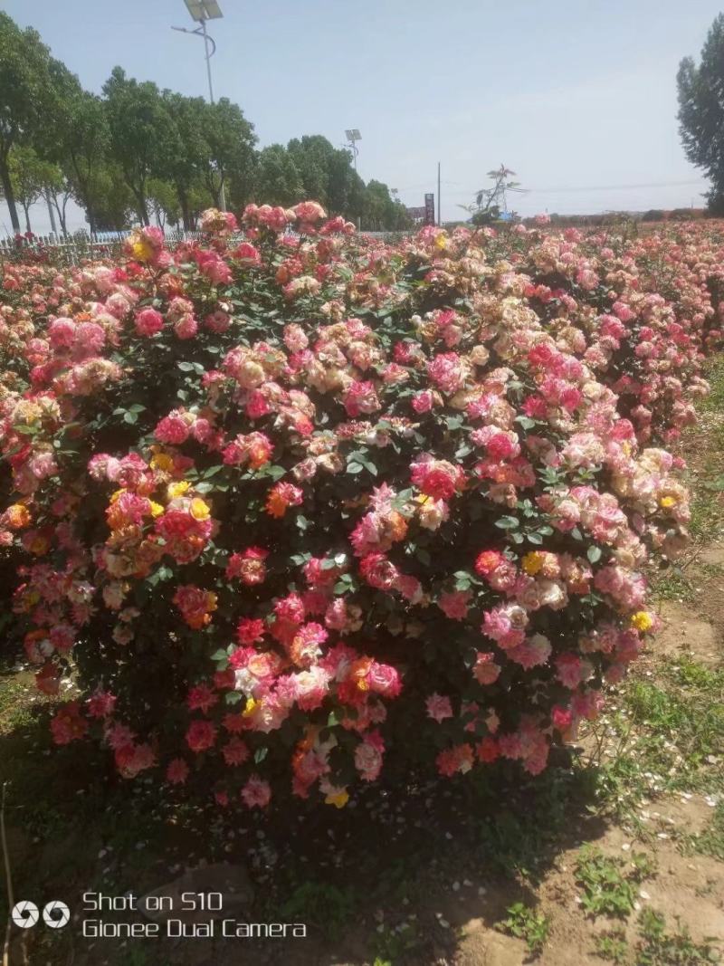 营养杯月季苗大花月季苗，丰花月季，保证质量