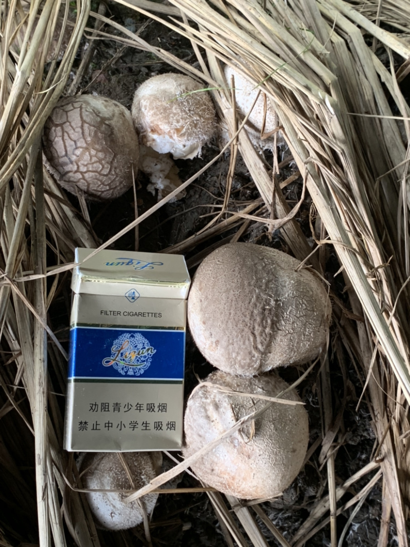 长裙竹荪菌包菌种销售场地直发提供技术支持
