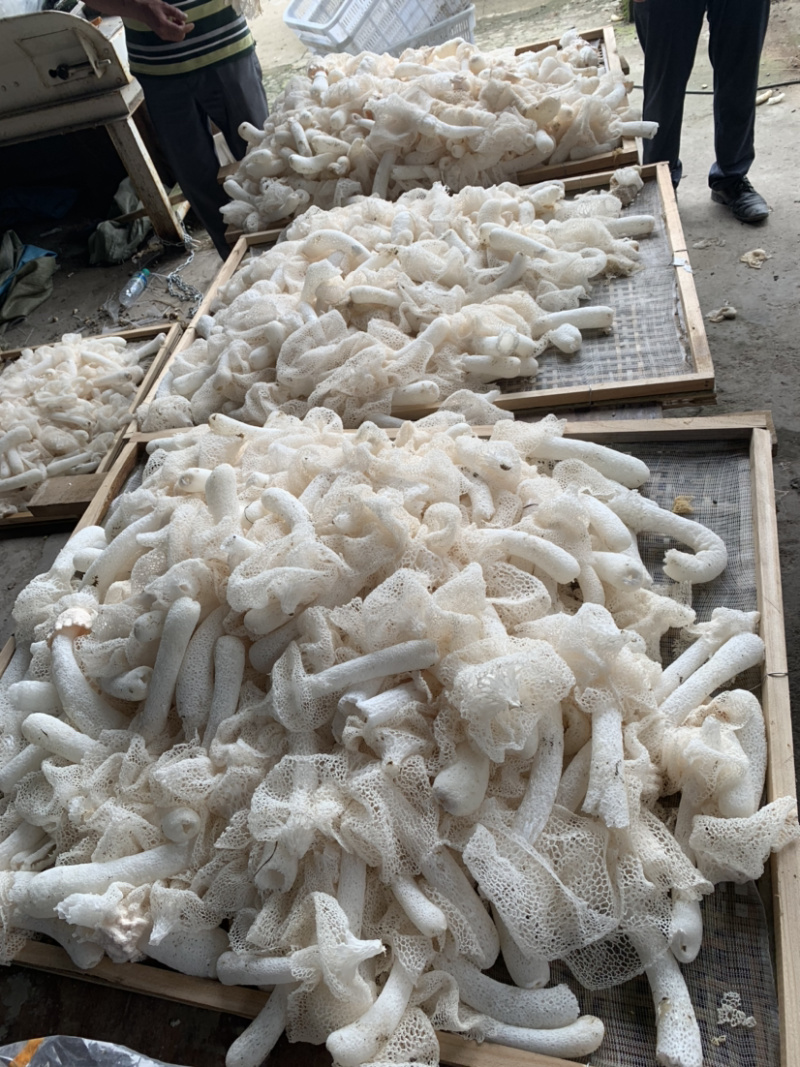 长裙竹荪菌包菌种销售场地直发提供技术支持