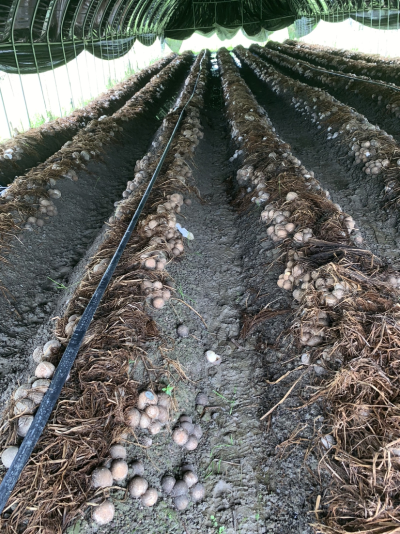 长裙竹荪菌包菌种销售场地直发提供技术支持