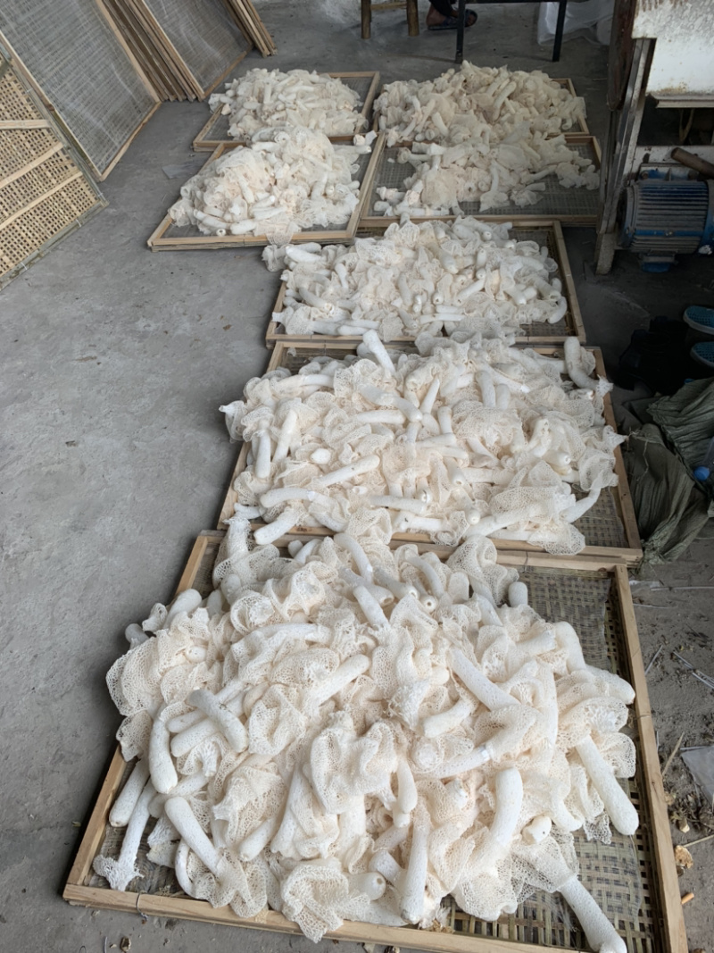 长裙竹荪菌包菌种销售场地直发提供技术支持