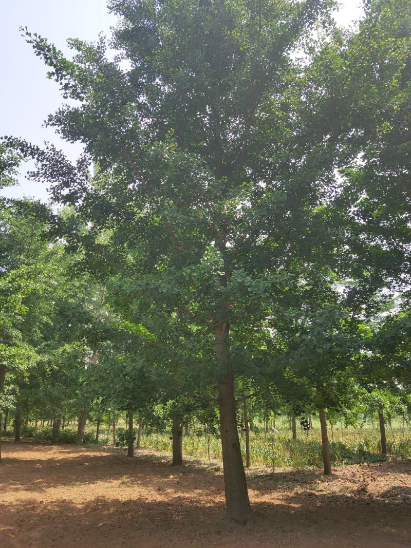 1-5年银杏树苗批发，大规格银杏树苗圃批发