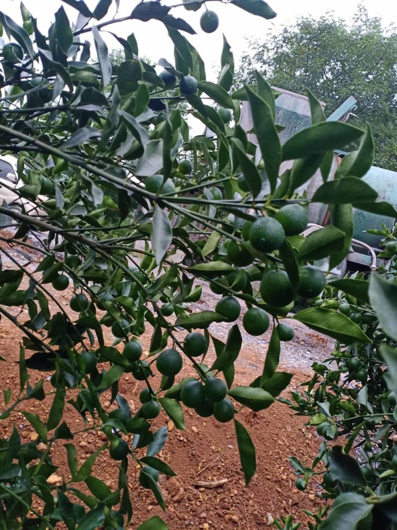 桂林优级金桔，个大，蜜脆，可以上市了