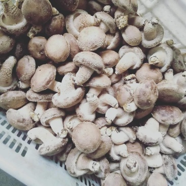 卢氏冬菇新货头茬精品香菇