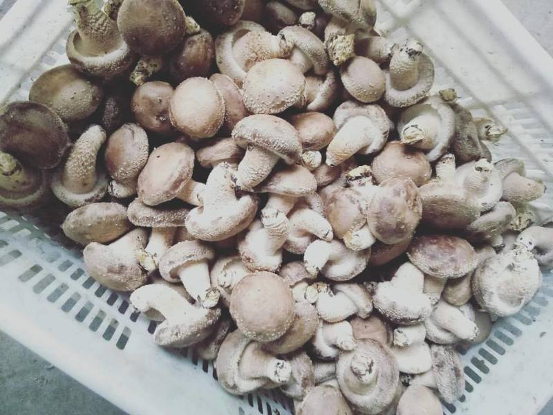 卢氏冬菇新货头茬精品香菇