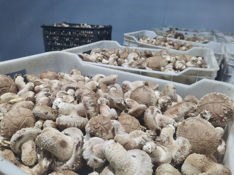卢氏冬菇新货头茬精品香菇