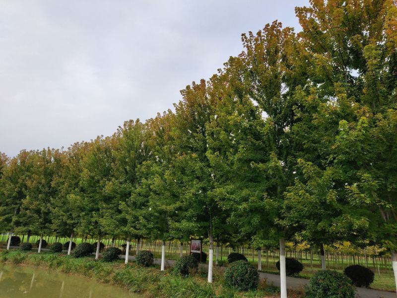 美国红枫价格美国红枫红冠十月光辉秋火焰红点