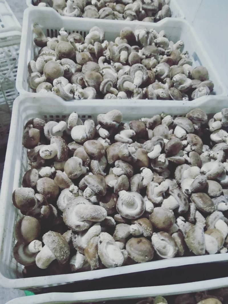 卢氏冬菇新货头茬精品香菇