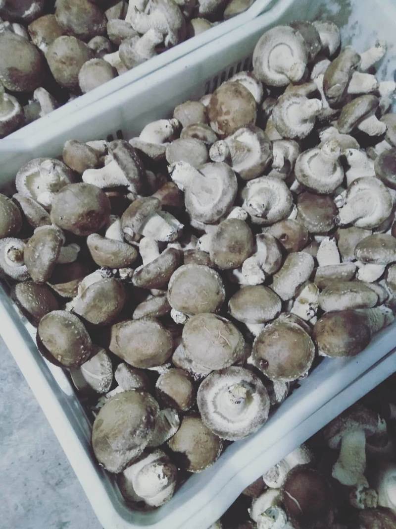 卢氏冬菇新货头茬精品香菇