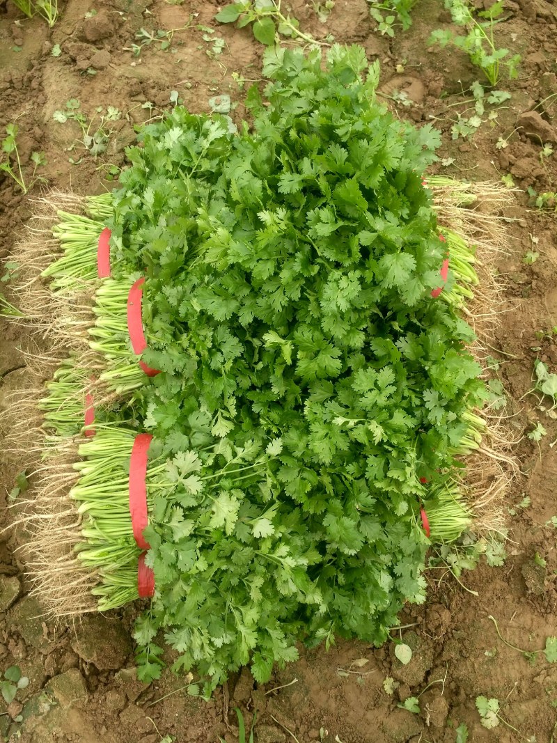 河南省虞城县大叶香菜